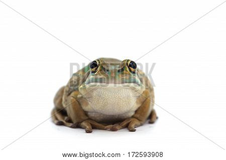 macro amphibian  frog isolated on white background