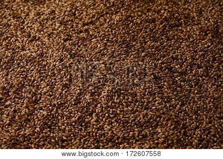 Close photo up of malt grains, expensive malts for darker beers