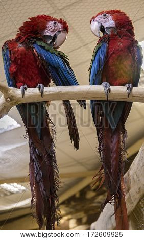 Carrots which sitting on a branch and cleaning theirs feathers