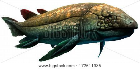 A dipterus lung fish from the Devonian era