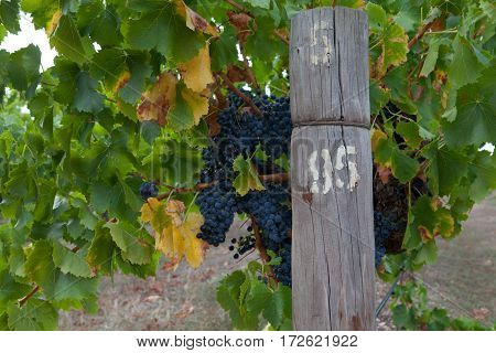 Vineyards from the Barossa Valley in South Australia one of Australia's premier wine making regions