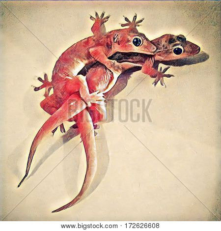 Gecko lizard couple together on wall. Natural scene with reptiles looking in camera. Lizard in light digital illustration. Small geckos tied up with tails. Abstract image with wild animals in nature