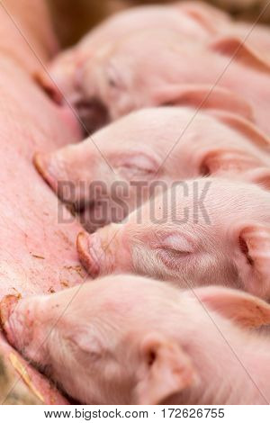 Newborn Farrows Eating Sow's Milk