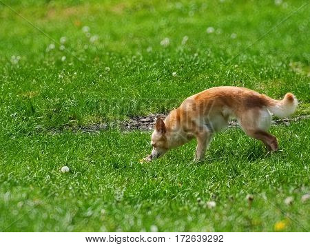 The funny little dog in a clearing something sniffing