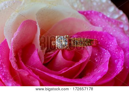 Macro closeup rose with dew drops and beautiful sparkling diamond ring Rose water drops ring