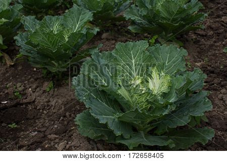 Soft focus of Big cabbage in the garden
