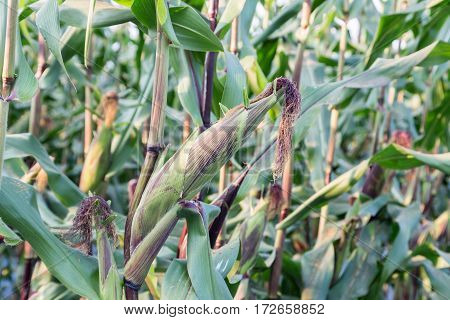 Close Up Of Pupple Corn Cob In Field