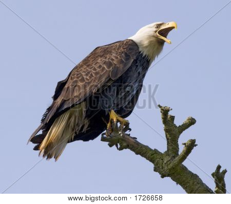 Screaming Eagle In The Wild