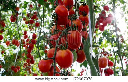 Tomatoes in the garden,Vegetable garden with plants of red tomatoes. Ripe tomatoes on a vine, growing on a garden. Red tomatoes growing on a branch.