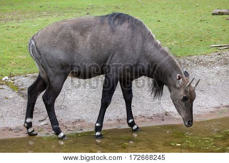 Nilgai (Boselaphus tragocamelus), also known as the nilgau or blue bull.