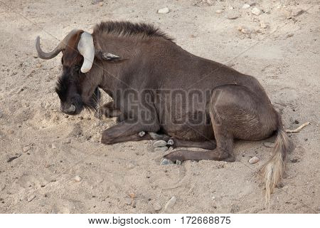 Black wildebeest (Connochaetes gnou), also known as the white-tailed gnu.