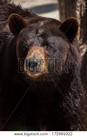 American black bear (Ursus americanus).