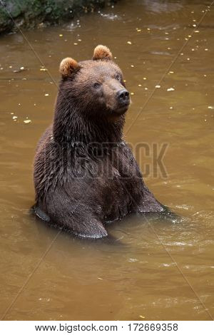 Kamchatka brown bear (Ursus arctos beringianus), also known as the Far Eastern brown bear.