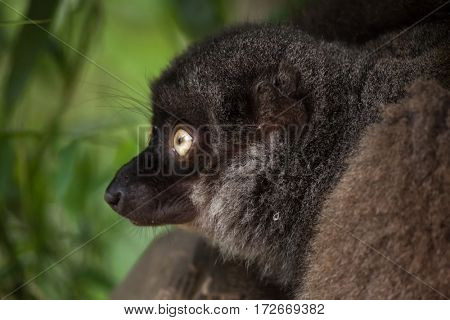 Female white-headed lemur (Eulemur albifrons), also known as the white-fronted brown lemur. 