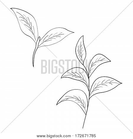 Green tea leaf illustration branch organic hand drawing sketch isolated on white background
