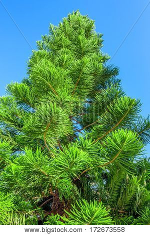 Close-up beautiful image of green prickly branches of Araucaria heterophylla