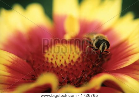 Bee On Daisy