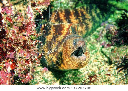 Fisk af Shirimp