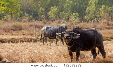 Thailand Buffalo. Buffalo in a field eating dry grass. On the way back home.