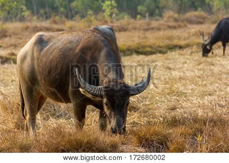 Thailand Buffalo. Buffalo in a field eating dry grass. On the way back home.