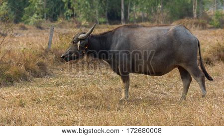 Thailand Buffalo. Buffalo in a field eating dry grass. On the way back home.