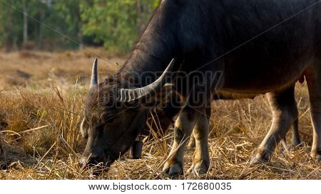Thailand Buffalo. Buffalo in a field eating dry grass. On the way back home.