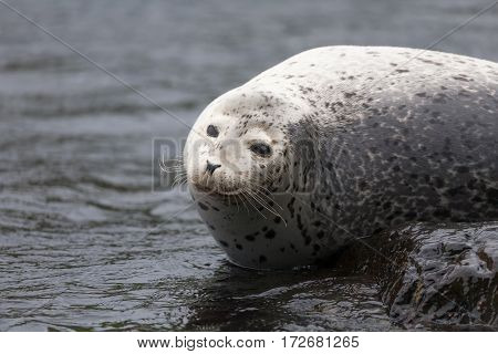 Phoca Largha (larga Seal, Spotted Seal) Surface Pictures