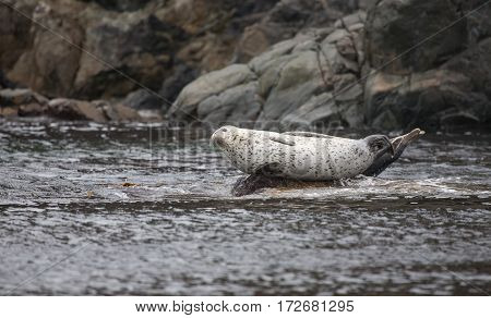 Phoca Largha (larga Seal, Spotted Seal) Surface Pictures