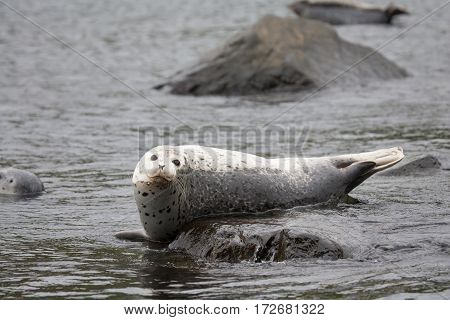 Phoca Largha (larga Seal, Spotted Seal) Surface Pictures