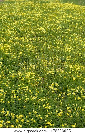 Field full of yellow African wood-sorrel flowers