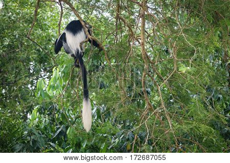 Rear view of Black and White Colobus over trees in Nile River