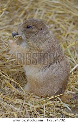Ground Squirrel (Spermophilus citellus) eats the grass looking around the neighborhood.