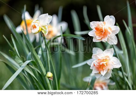 Narcissus flowers isolated on a white background White flowers
