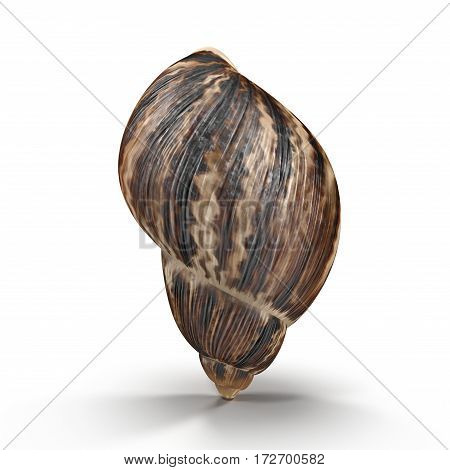 Marginata Shell on white background. 3D illustration