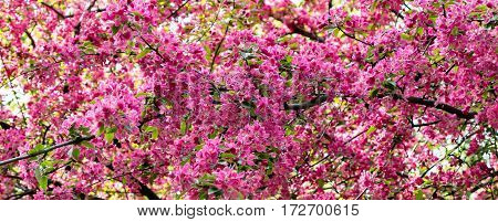 Pink flowers in spring bloom in the sun