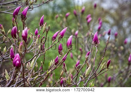 Pink flowers in spring time Magnolia blooms