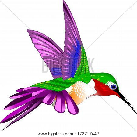 Flying Rufous Hummingbird - Selasphorus rufus. Vector and illustration