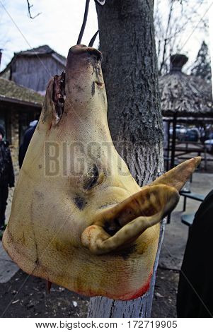 Pork head attached to a tree waiting for processing butchers.