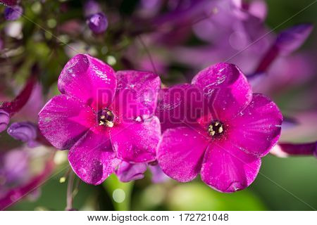 2 pink flowers Phlox with water drops after the fresh rain. Still life. Spring background. Extream closeup macro shot.