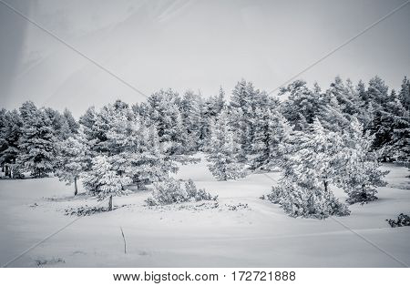 Landscape of forest with snow covered pines