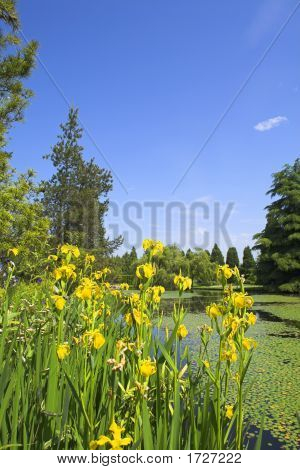 Überblick über Blumen