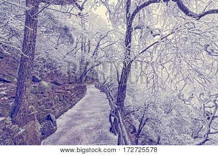 Winter evening landscape in Huangshan National park. Park located in Anhui province in China. It is a UNESCO World Heritage Site.