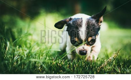 Dog playing outside on the grass spring lawn. Selective focus bokeh background.