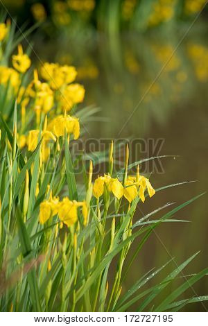 blooming yellow iris flowers next to a small pond