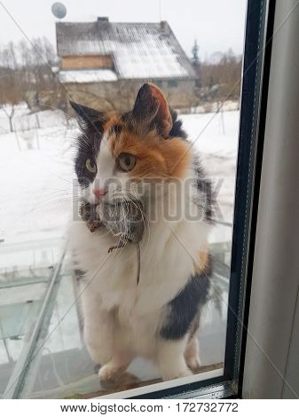 Calico cat holding dead mouse in the mouth. Cat brings prey to please master. Concept of success or fail. Food chain. Circle of life