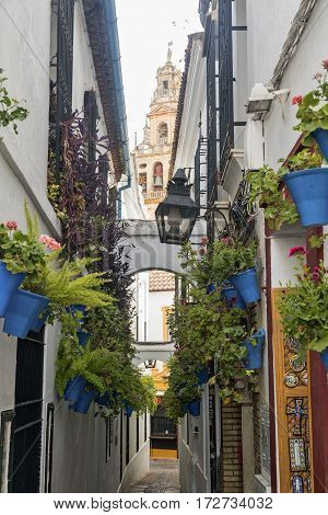 Cordoba (Andalucia Spain): old typical street in the Juderia with potted plants and flowers and the belfry of the cathedral in background