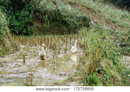 Family of ducks are swimming in mud at rice fields in Sapa Vietnam