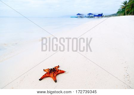 Starfish on white sand near with clear blue sea in Vietnam's island