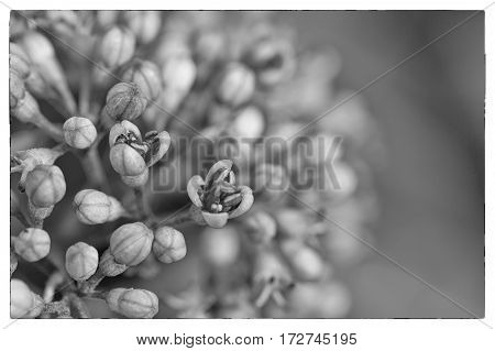 A black and white photo Macro image of autumn lilac violet flowers abstract soft floral background