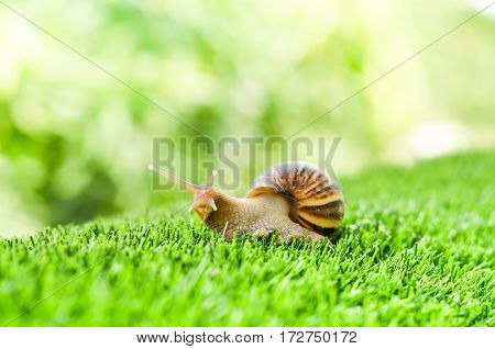 A Snail crawling on green grass in the garden.